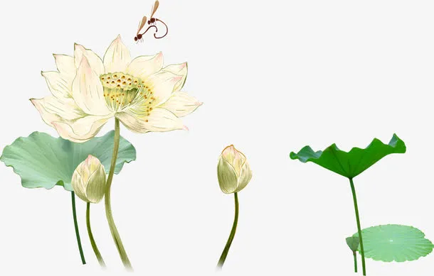 中秋节绿叶 白色荷花图免抠