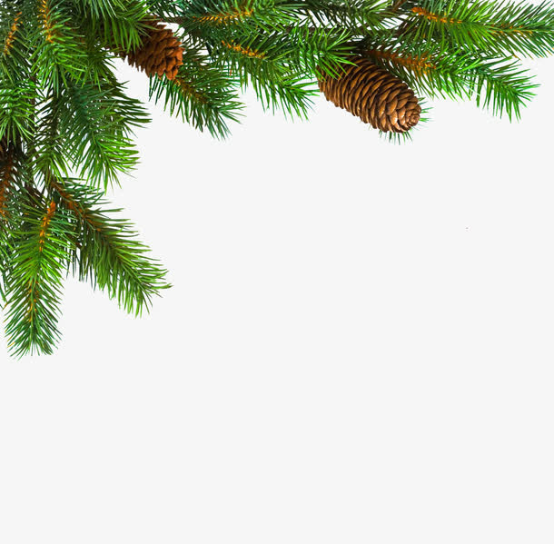 茂盛的松树免抠