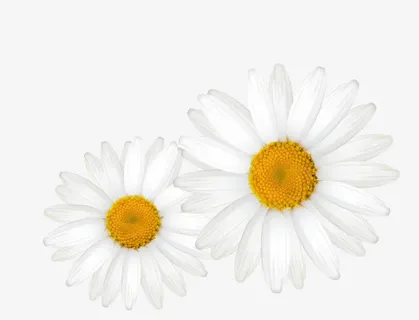 白色菊花免抠