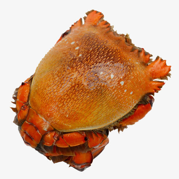 澳洲老虎蟹免抠