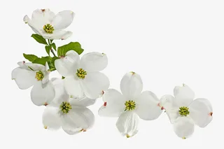 茱萸花高清图片免抠