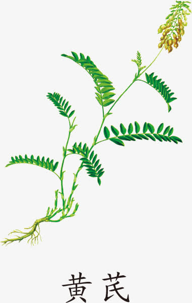 黄芪免抠