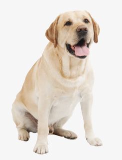 黄色拉布拉多犬特写免抠