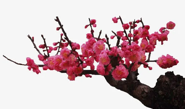 梅花图案免抠