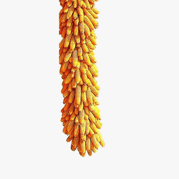 一串玉米免抠