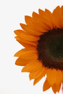 橙色向日葵免扣素材免抠