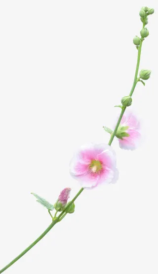 鲜花绿叶png免抠