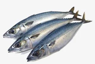 三条冰鱼png免抠