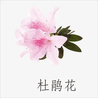 杜鹃花免抠