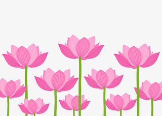 粉色荷花丛矢量图免抠