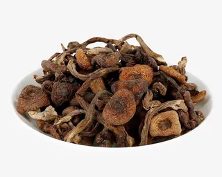 山珍榛蘑图片素材免抠