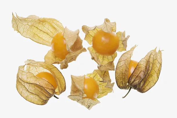 灯笼果果实免抠
