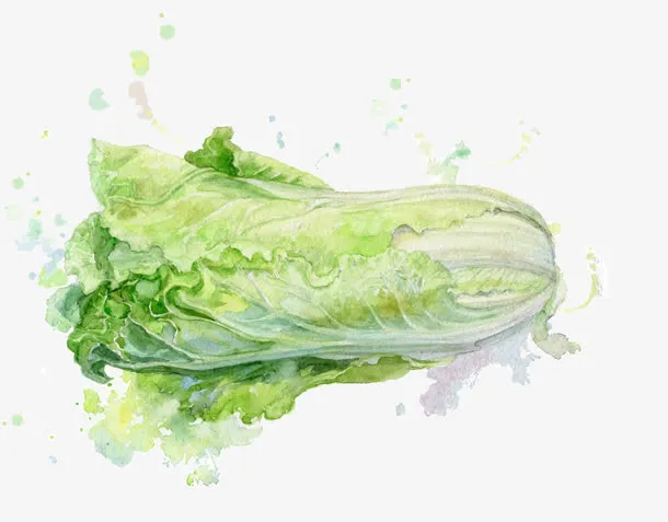 矢量手绘白菜免抠