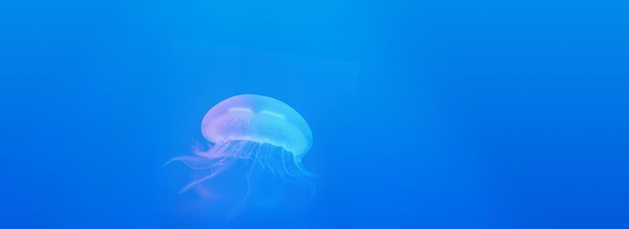蓝色渐变海洋生物海报banner高清