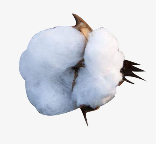 开放的精梳棉棉花图片素材免抠