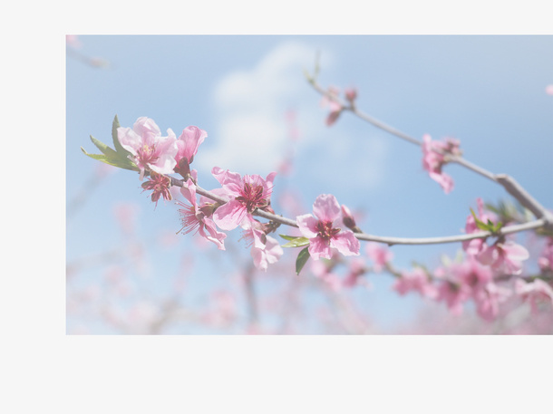 春天 草地 桃花 梨花 渐变透明元素17免抠