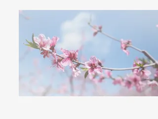 春天 草地 桃花 梨花 渐变透明元素17免抠