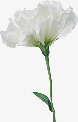 鲜花免扣 逼真鲜花免抠