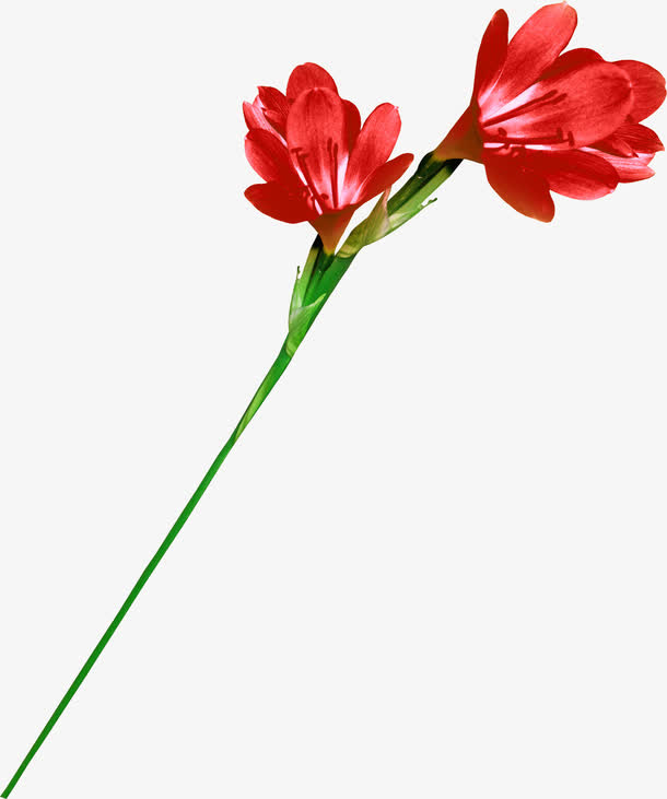 花卉图案手绘花卉素材 一支花免抠