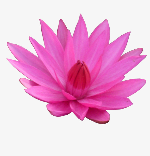莲花粉嫩盛开免抠