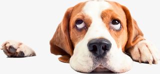 可爱呆萌哈巴狗黄色动物免抠