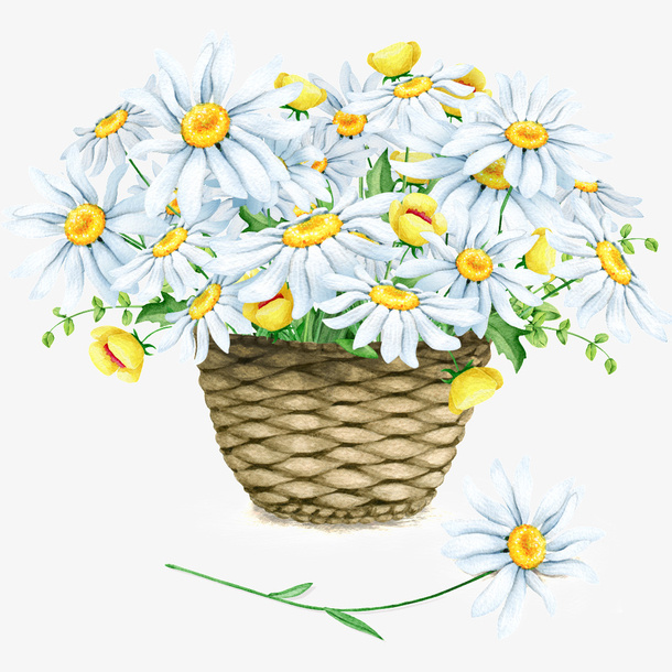水彩菊花免抠