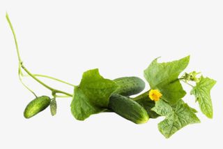 绿色简约美食黄瓜免扣图免抠