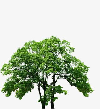 公园春天植物装饰大树免抠