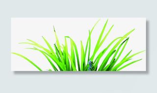 春天绿色小草环境素材免抠