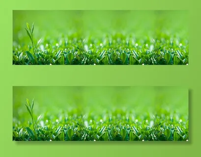 春天绿色嫩芽背景图高清 春天绿色嫩芽背景图高清