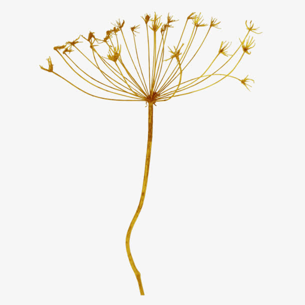 绿色蒲公英免抠PNG图片素材免抠漂浮叶子元素