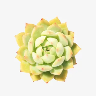 绿色多肉植物免抠