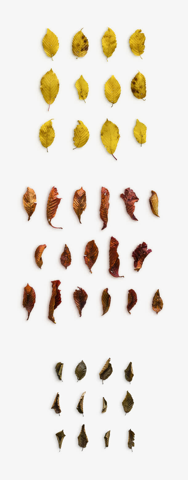 黄色枯叶免抠