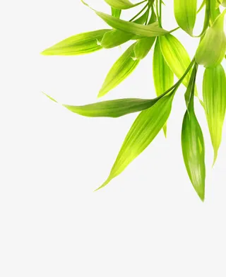 春天绿色叶子图片免抠