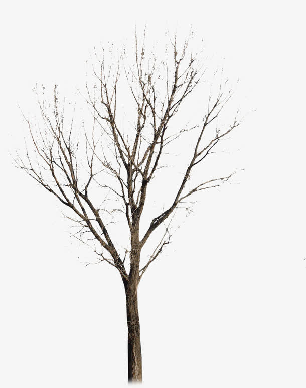 枯树 无叶免抠