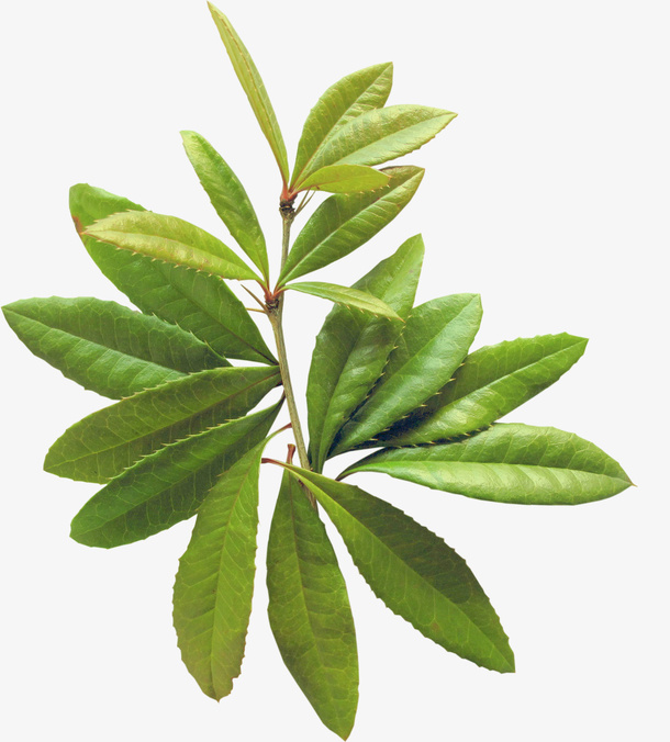 树枝免抠
