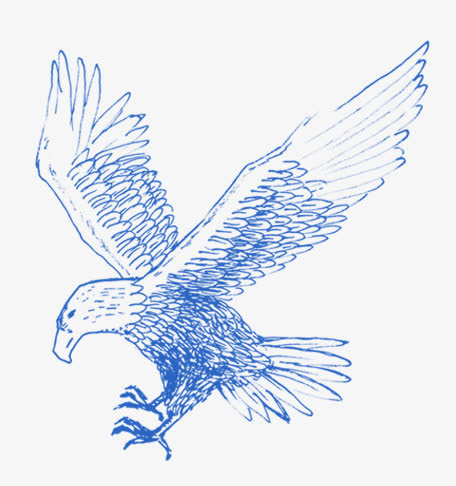 插画老鹰免抠