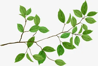 手绘绿色树枝免抠