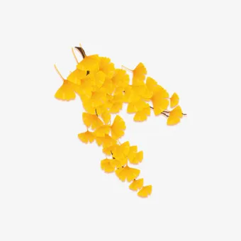 秋天银杏叶免抠