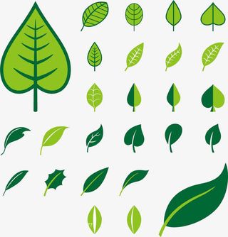 树叶免抠