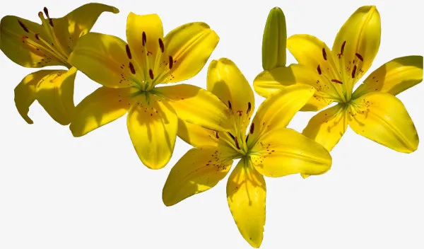 国画花卉素材手绘花草素材免抠