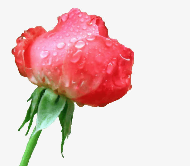 玫瑰花免抠