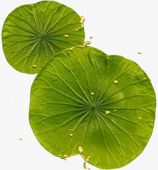 荷叶免抠