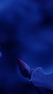 含苞待放荷花蓝色H5背景素材高清