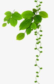 免抠春节绿色树叶装饰免抠