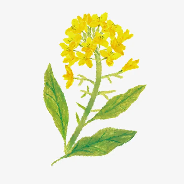 手绘 油菜花免抠