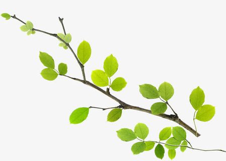 绿叶春天绿色背景墙免抠