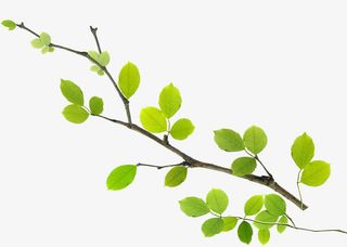 绿叶春天绿色背景墙免抠