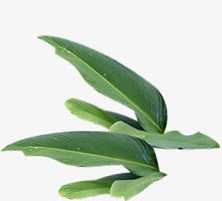 绿色竹叶树叶创意春天免抠