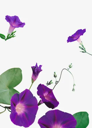 牵牛花 花 植物免抠